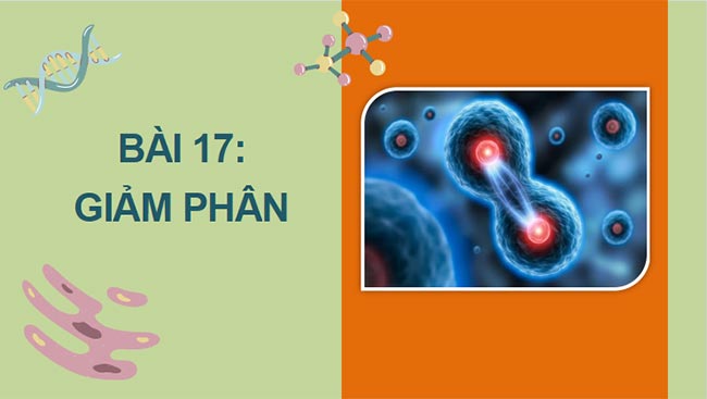 Sinh 10 KNTT HK2 1*465319