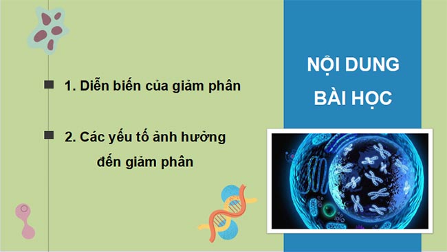 Sinh 10 KNTT HK2 2*465321