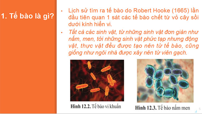 powerpoint sinh hoc 6 canh dieu 5*465373