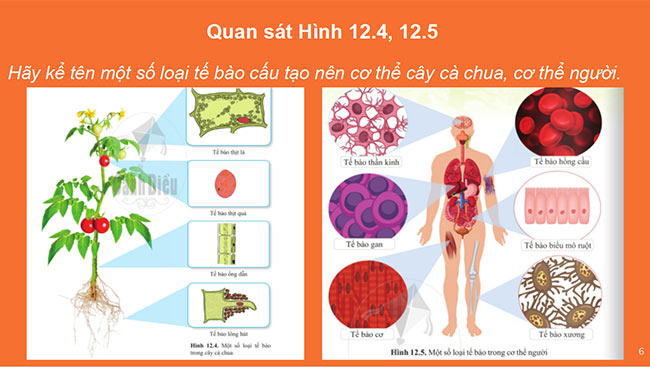 powerpoint sinh hoc 6 canh dieu 6*465370