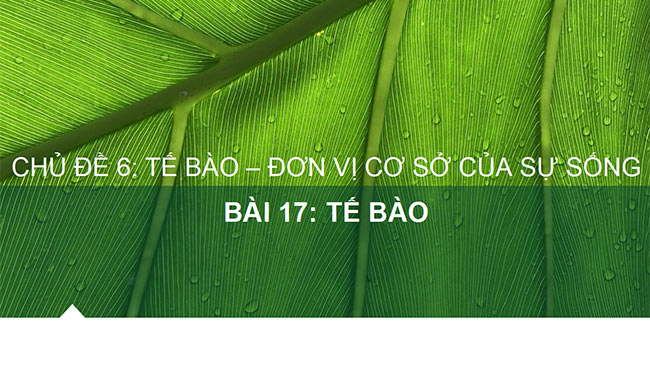 powerpoint sinh hoc 6 chan troi sang tao 1*465449