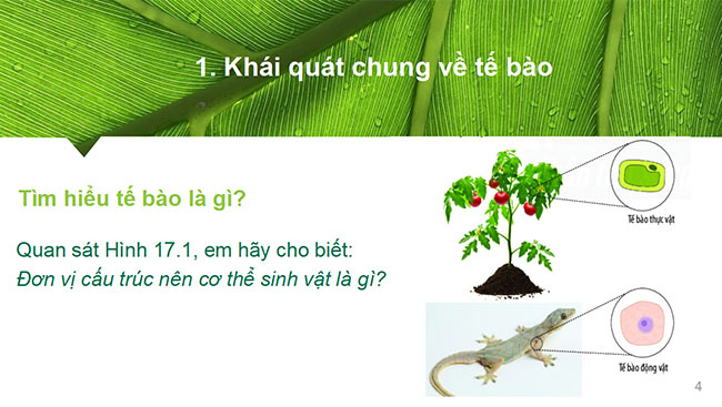 powerpoint sinh hoc 6 chan troi sang tao 4*465450