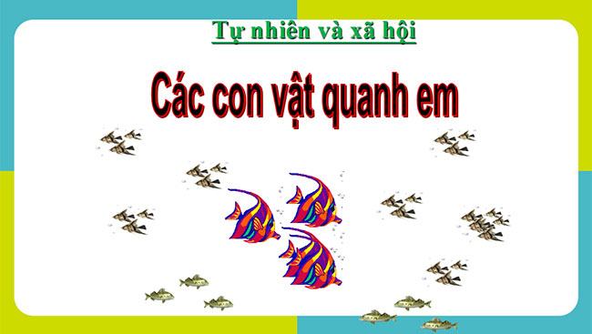 powerpoint tu nhien xa hoi lop 1 canh dieu hoc ki 2 4*467620