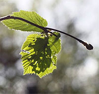 Giáo án Sinh hoạt dưới cờ lớp 6 chủ đề: Em với cộng đồng tuần 22