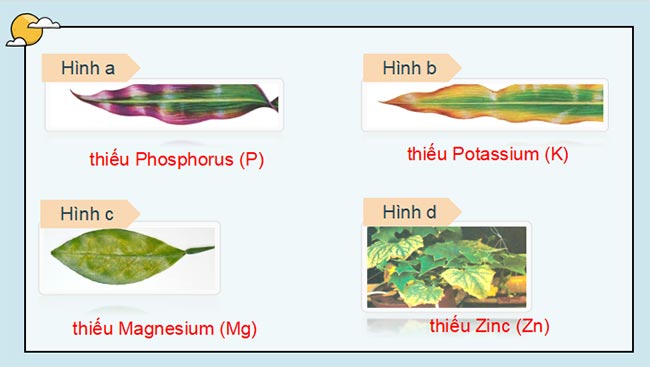 PowerPoint Sinh học 11 Kết nối tri thức Bài 2