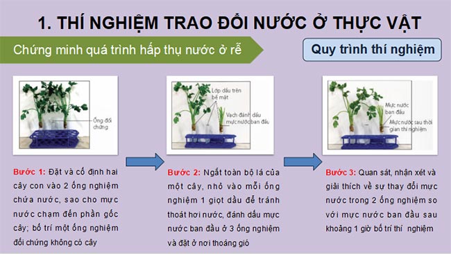 PowerPoint Sinh học 11 Kết nối tri thức Bài 3