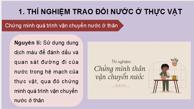 PowerPoint Sinh học 11 Kết nối tri thức Bài 3