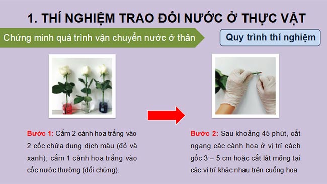 PowerPoint Sinh học 11 Kết nối tri thức Bài 3