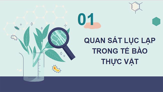 PowerPoint Sinh học 11 Kết nối tri thức Bài 5