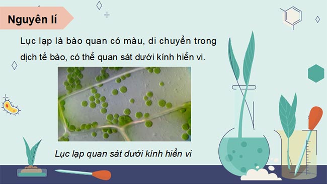 PowerPoint Sinh học 11 Kết nối tri thức Bài 5