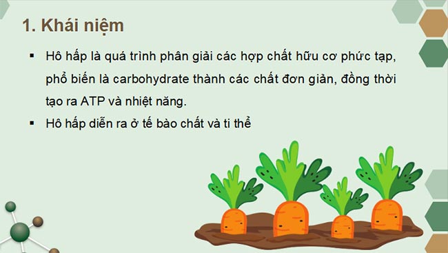 PowerPoint Sinh học 11 Kết nối tri thức Bài 6