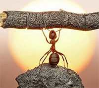 Giáo án Sinh hoạt dưới cờ lớp 7 chủ đề: Rèn luyện bản thân tuần 14