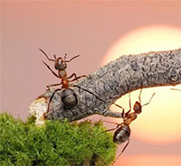 Giáo án Sinh hoạt dưới cờ lớp 7 chủ đề: Rèn luyện bản thân tuần 15