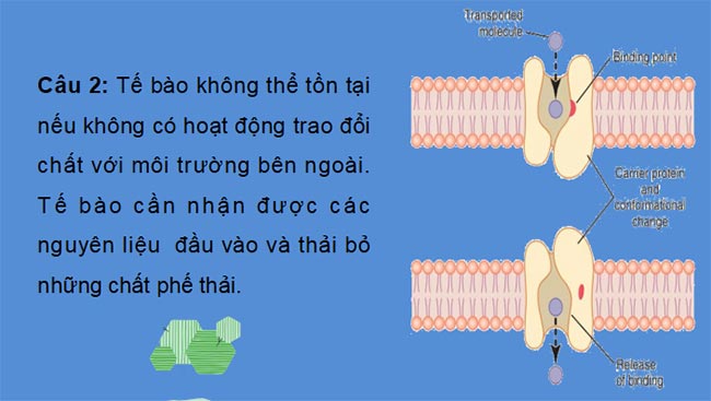 PowerPoint Sinh học 10 Kết nối tri thức Bài 10