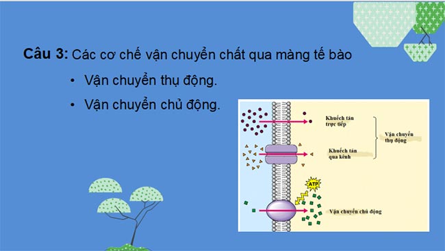 PowerPoint Sinh học 10 Kết nối tri thức Bài 10