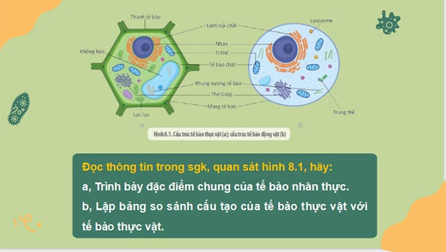 PowerPoint Sinh học 10 Kết nối tri thức Bài 8