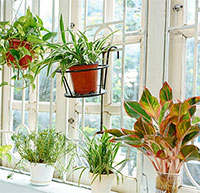 Giáo án Sinh hoạt dưới cờ lớp 2: Lớp học xanh tuần 31