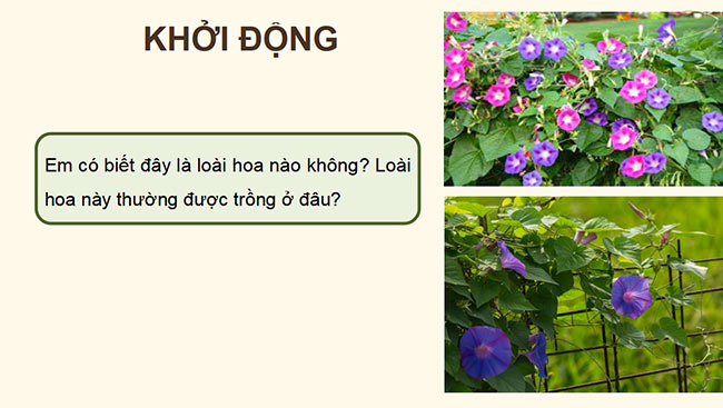 PowerPoint Ngữ văn 6 Bài 3: Hoa bìm