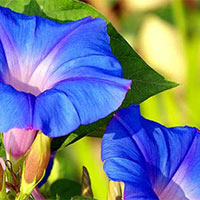 PowerPoint Ngữ văn 6 Bài 3: Hoa bìm