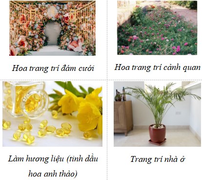 Giáo án Công nghệ 4 Cánh Diều