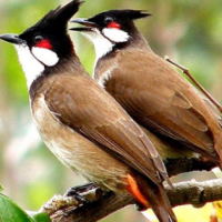 PowerPoint Ngữ văn 6 Bài 3: Con chào mào