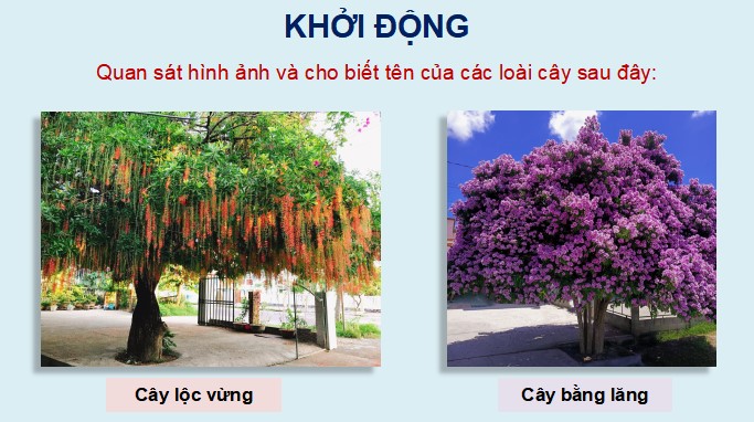 PowerPoint Bài viết 1: Tả cây cối