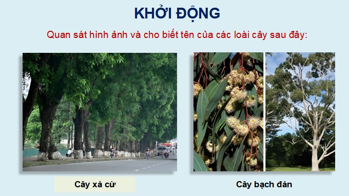PowerPoint Bài viết 1: Tả cây cối