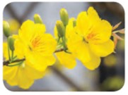 Đề thi giữa học kì 1 Công nghệ lớp 4 Chân trời sáng tạo