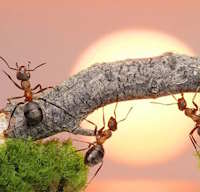 Giáo án Sinh hoạt lớp 7 Rèn luyện bản thân tuần 14