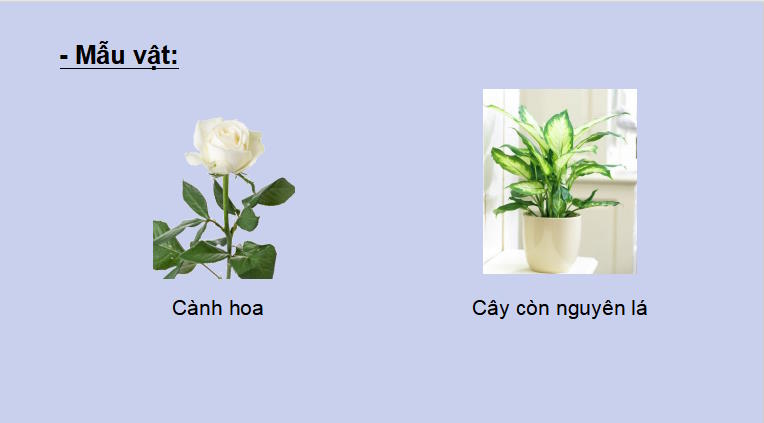 Giáo án PowerPoint KHTN 7 Bài 31