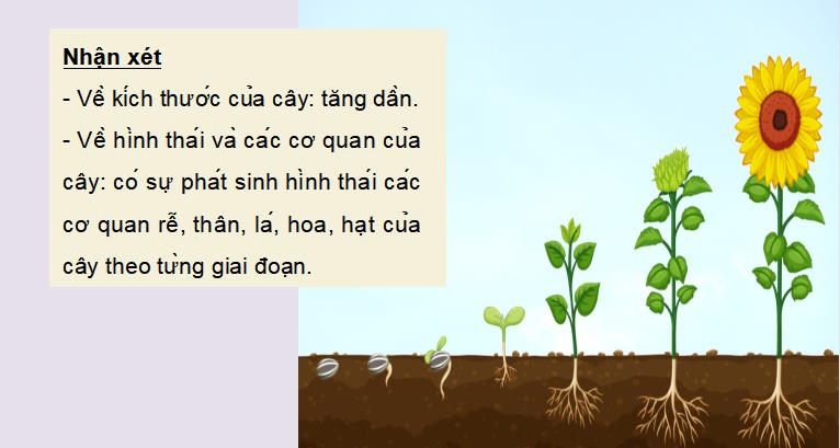 Giáo án PowerPoint KHTN 7 Bài 34