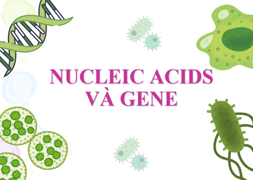 Bài giảng PowerPoint KHTN 9 Kết nối tri thức Bài 38