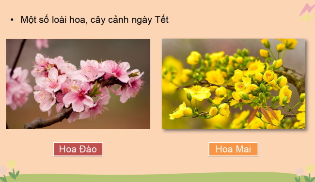 PowerPoint Công nghệ 4 Bài 1: Lợi ích của hoa và cây cảnh