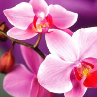 PowerPoint Công nghệ 4 Bài 2: Một số loại hoa phổ biến