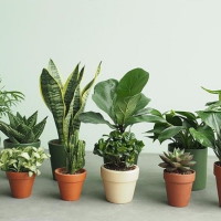 PowerPoint Công nghệ 4 Bài 3: Một số loại cây cảnh phổ biến