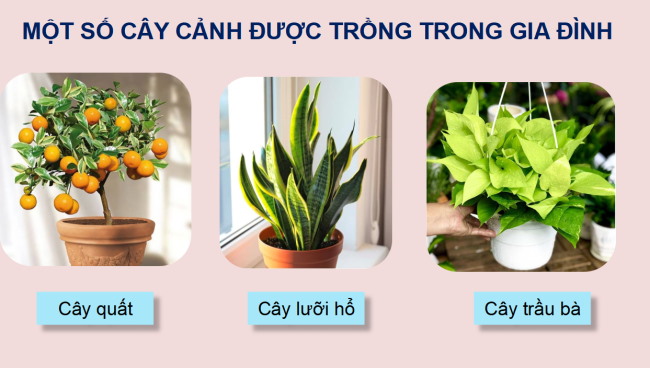 PowerPoint Công nghệ 4 Bài 3: Một số loại cây cảnh phổ biến