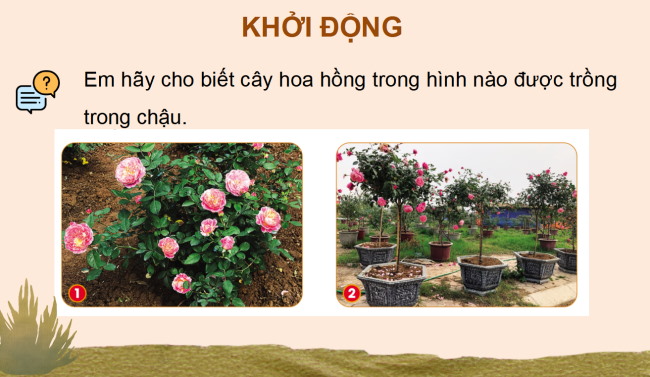 PowerPoint Công nghệ 4 Bài 4: Chậu và giá thể trồng hoa, cây cảnh
