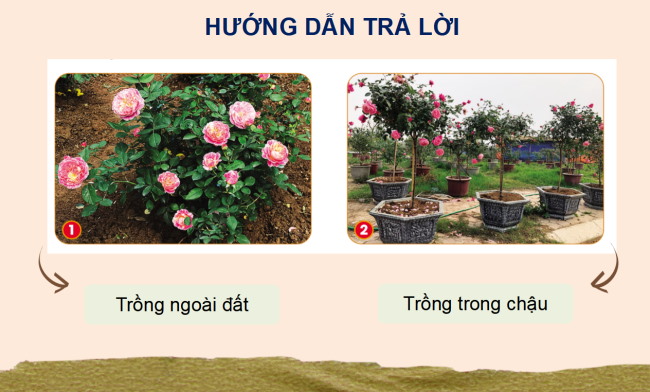 PowerPoint Công nghệ 4 Bài 4: Chậu và giá thể trồng hoa, cây cảnh