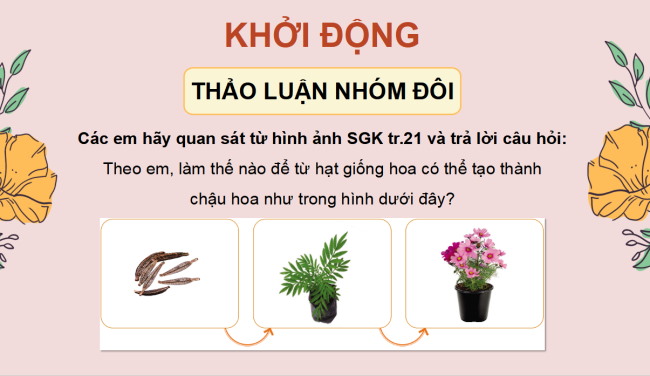 PowerPoint Công nghệ 4 Bài 5: Gieo hạt và trồng cây con trong chậu