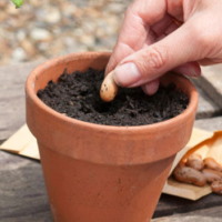 PowerPoint Công nghệ 4 Bài 5: Gieo hạt và trồng cây con trong chậu