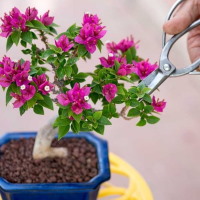 PowerPoint Công nghệ 4 Bài 6: Trồng và chăm sóc hoa trong chậu