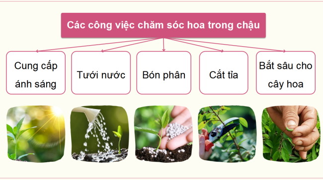PowerPoint Công nghệ 4 Bài 6: Trồng và chăm sóc hoa trong chậu