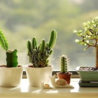 PowerPoint Công nghệ 4 Bài 7: Trồng và chăm sóc cây cảnh trong chậu