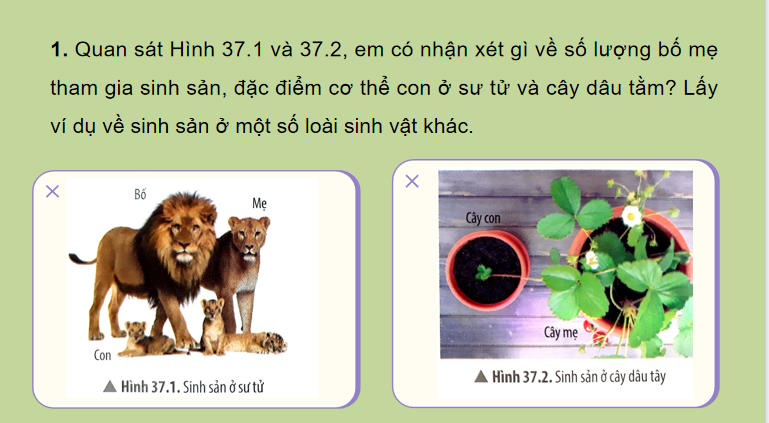 Giáo án PowerPoint Khoa học tự nhiên 7 Bài 37