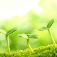 PowerPoint Tự nhiên và xã hội 2 Bài 14: Thực vật sống ở đâu