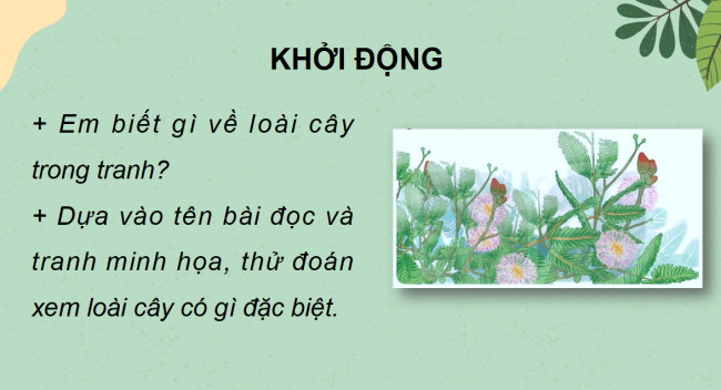 PowerPoint Tiếng Việt 2 Bài 7: Cây xấu hổ