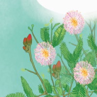 PowerPoint Tiếng Việt 2 Bài 7: Cây xấu hổ