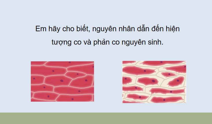 Giáo án PowerPoint Sinh học 10 Bài 11