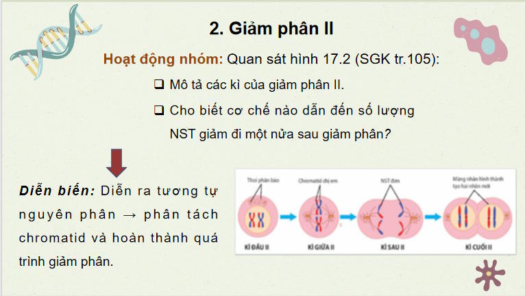 Giáo án PowerPoint Sinh học 10 Bài 17
