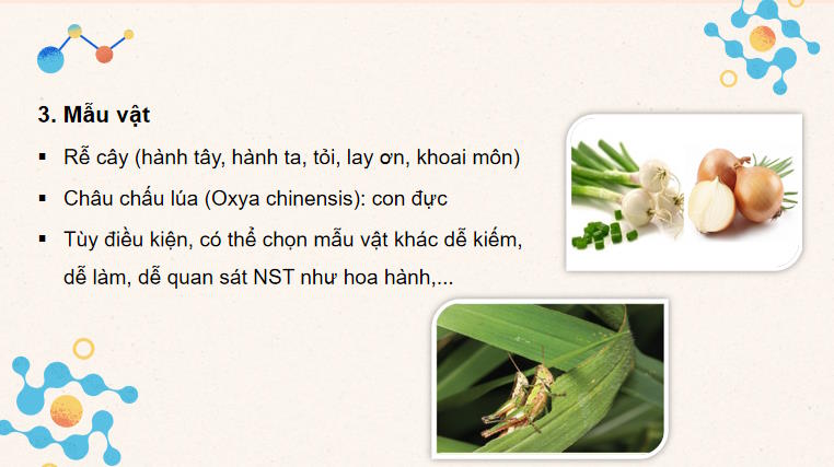 Giáo án PowerPoint Sinh học 10 Bài 18